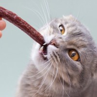 愛猫にチーズやベーコン？飼い主の3割が愛猫に不適切な食事を与えていると回答　英国