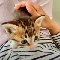 ご飯を食べ終えた赤ちゃん猫→ママのところに走っていくと…まさかの『可愛すぎる報告』が50万再生「ため息出た」「参りました」と悶絶の声