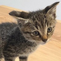 猫の鼻に起きた『とある変化』に気がついた飼い主、SNSで共有したら…「うちの子もなったｗ」「見返してみたらなってたｗ」と話題に