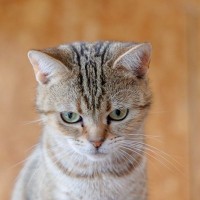 愛猫の『隠れ我慢度』を知るための5つのチェックポイント　ストレスや痛みにいち早く気づくには