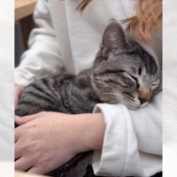 保護猫をお家に迎えて『1年』が経過した結果…素敵すぎる『現在までの軌跡』が1万6000再生「可愛くて悶えた」「泣ける」と反響続々