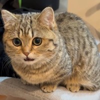 『さっきご飯食べたばっかりなのに…』お腹が空いた猫の可愛すぎるアピールが281万再生「一番葛藤するところｗ」「お顔大優勝すぎ」