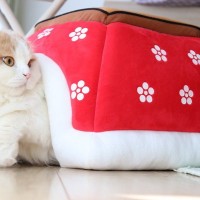 猫も『ヒートショック』になる？寒暖差について気をつけるべき4つのこと