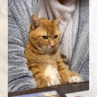 猫ともう1匹迎えるかを決める『家族会議』をした結果…まさかの光景が446万再生「もう何回みたかわからんｗ」「可愛すぎるｗｗ」