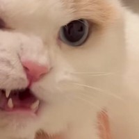 『猫のほっぺ』を吸っていたら…クスッと笑えるやり取りの様子が334万再生の大反響「顔可愛すぎるｗ」「ちょっと怒ってるｗ」