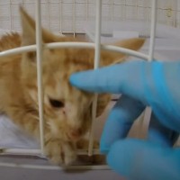 庭に現れた子猫を家族に迎えてから『1年』…幸せあふれる『現在の姿』に感動の声続出「立派に成長したね」「ありがとう」と6万再生