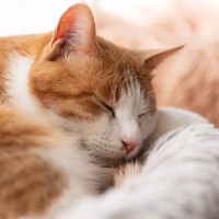 愛猫の『免疫力が下がっている』ときのサイン4選　回復のためにすべき対処法も