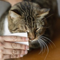 猫の『目ヤニ』が増えたら…考えられる6つの原因　上手なお手入れ方法も解説
