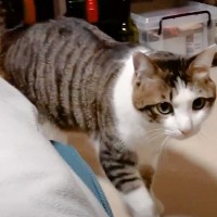 膝のうえに登ってきた『甘えん坊の猫』が寝始めると…まさかの『可愛すぎる姿』に「胸がキュンキュン」「たまりませんなぁ」と悶絶する人続出