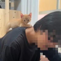 赤ちゃん猫が突然鳴いたかと思ったら…まさかすぎる『衝撃の鳴き声』に驚愕する人続出「思わず聞き直してしまったｗ」「完全にｗ」の声