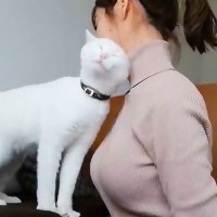 ママが猫2匹と『イチャイチャ』した結果…まさかの『やばすぎる甘え方』が5万6000再生「モテモテのラブラブｗ」「羨ましすぎる」