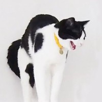 飼い主の帰宅を待ちきれなかった猫→寂しさが限界を超えて…想像を超える『クソデカ絶叫』が5.2万再生「声が切ないｗ」「めっちゃ可愛いw」