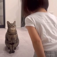 5歳の女の子が猫に『人間の挨拶』を教えたら…『まさかすぎる結果』に"注目続々"82万再生を突破「言葉にならない可愛さ」「マジ天才」