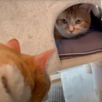 同じ施設にいた保護猫たちが『再会』した結果…思わず涙がこぼれる『まさかの光景』が2万再生「感動した」「泣いてしまった」