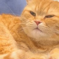 自分のしっぽが鼻に当たった猫→次の瞬間……思わず笑ってしまう『爆笑のリアクション』が127万再生「こしょばいねｗ」「あるある？ｗ」