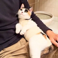 『手術直後の保護猫』抱っこしたら、手が…まさかの『特技発動』にほっこり「とっても可愛い」「たまりません！」と7万再生突破