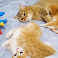 『子猫同士の喧嘩』を母猫が仲裁→『仲直りした子猫』が…尊すぎる光景に"ニヤける人続出"「最高かよっ！！」「可愛いすぎる…」と大反響