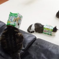 3匹の猫が『ビール箱』で遊んだ結果…まさかの姿に爆笑する人続出「笑わずにいられる主が凄いｗ」「最高ｗ」と16万5000再生