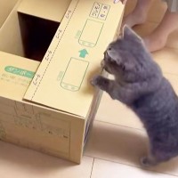 『猫の手も借りたい…』引っ越しの準備をしていたら、猫が…まさかの『上から目線のお手伝い』に爆笑！「高みの見物ｗ」「手伝ってww」