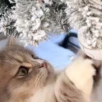 クリスマスツリーを『初めて見た猫』の反応が……思わず胸キュンの光景が370万再生「あまりの可愛さに変な声でた」「ずっと見てられる」