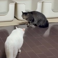 『同じ種類の猫が10匹いる家』→ボスに猫違いで威嚇されてしまった結果…まさかの光景が17万再生「誤認逮捕で笑った」「とんだ災難」