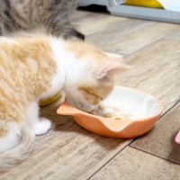 お腹いっぱいで眠くなった赤ちゃん猫→反則級に可愛い『まさかの寝落ち』が11万再生「キュンキュンした」「もはや犯罪レベル」の声