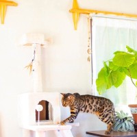 愛猫を遊ばせるには『危険なキャットタワー』とは？3つの特徴　起こり得るトラブルも