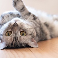 猫が床に寝転がって『クネクネ』するワケ5選　不思議なダンスで何を伝えようとしている？