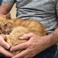 ハリケーンの日に行方不明になった猫…14年ぶりに飼い主と感動の再会！