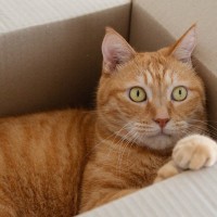 猫はどうして『箱が大好き』なの？考えられる3つの理由　つい入らずにはいられない箱の特徴も