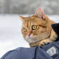 徴兵を逃れて決死の山越え…小さな子猫が凍死寸前の青年を守った　ウクライナ