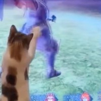 飼い主がゲームで戦闘開始すると、猫が…『ヒーローと一緒に参戦する姿』が359万再生「なんて可愛いヒーロー」「可愛すぎる戦いw」と大反響