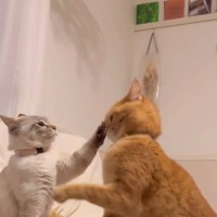 仲良しな『優しい猫2匹』が喧嘩した結果…とんでもなく『下手くそすぎる』様子に爆笑の声続出「ふわふわパンチｗ」「頭ポンｗ」と71万再生