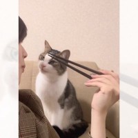 猫の前でポテトを食べていると…まさかの『エアーもぐもぐ』が衝撃的な可愛さだと221万再生「流行らせたいｗ」「何回も見てしまった」