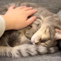 体を丸めて気持ちよさそうに眠る猫→飼い主が優しく『撫でる』と…可愛すぎる変化が114万表示「なんて無防備」「癒やされた」と話題