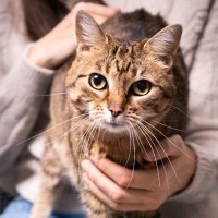 猫も『下心』を抱くことがある！？愛猫が何かを企んでいるときの5つの行動