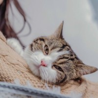 猫の飼い主さんが『後悔しがち』なこと4選　若いうち、元気なうち、生きているうち…悔いを残さない心構えとは