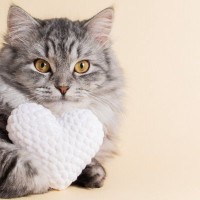 猫が『ゴロゴロ』のどを鳴らすのは、幸せなときだけじゃない！4つのタイミングを解説