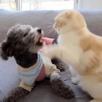 子猫が犬と遊んでいたら…まさかの『乳歯が抜ける瞬間』が凄すぎると23万再生「スゴイ瞬間を捉えたね」「飛ぶところを初めてみた」