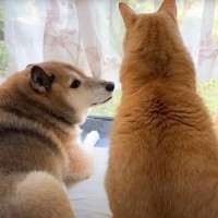 大好きな『柴犬パパ』が窓辺に移動したら、続々と集まってくる猫たち…心温まる『素敵な光景』が話題に 「泣けてきた」「愛をしっかり感じる」