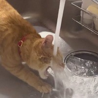 不器用な猫が『蛇口から出る水』を飲もうとした結果…想像を遥かに超えてくる『まさかの姿』が43万再生「滝行くらい直撃してて草」「吹いた」