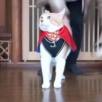 我が家の猫が『保護猫を救うヒーロー』に大抜擢→宣伝ポスターを見たパパが…爆笑必須の『親バカ行動』が26万再生「とーさんw」「父性爆発」