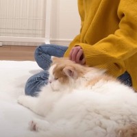 『入院していた飼い主』が帰ってきたら、猫が…『想像以上の甘えっぷり』が可愛すぎると30万再生「甘えん坊爆発」「まるで昭和のカップルｗ」