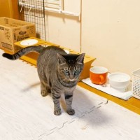 『人を信用しない元野良猫』と3年間一緒に暮らした結果…まさかの『尊すぎる変化』に「警戒心強かったシンバちゃんが…」「感無量です」