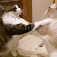 喧嘩をはじめた猫、取っ組み合いになって…まさかの『ぽこぽこパンチ』炸裂に爆笑！「何そのジワァ〜っとした動きwｗ」「技あり！！」