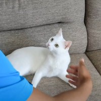 『男の子にからかわれた猫』の反応が……まるで兄弟喧嘩のような『微笑ましすぎる光景』が23万再生「世界一平和な戦い」「怒ってても可愛い」の声