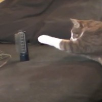 猫が『ヘアブラシ』と遭遇した結果…まさかの『激闘を繰り広げる様子』が30万再生「めっちゃビビってるのたまらん」「可愛いｗ」