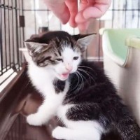 『ガリガリで、威嚇ばかりの子猫』を保護→『撫でられる快感』を教えたら…悶絶必須の『尊い変化』が10万再生「チョロいw」「クッソ可愛い」