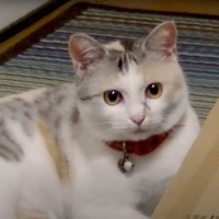 『構ってほしそうにする猫』を横目に仕事をしていたら…まさかの『切なすぎる反応』が泣けると31万再生「大好きなんだね」「心に刺さる」