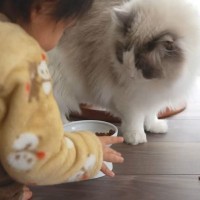 『1歳の息子』が『大型猫のお世話』を手伝った結果…『本当の兄弟』の様な光景が5万2000再生「微笑ましい…」「癒ししかない」の声